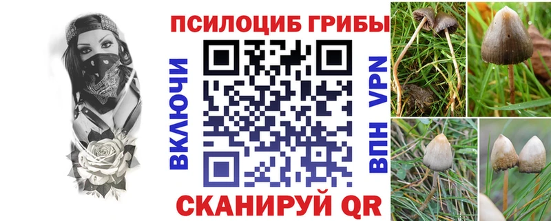 Псилоцибиновые грибы Psilocybine cubensis  Купить где  Бердск 